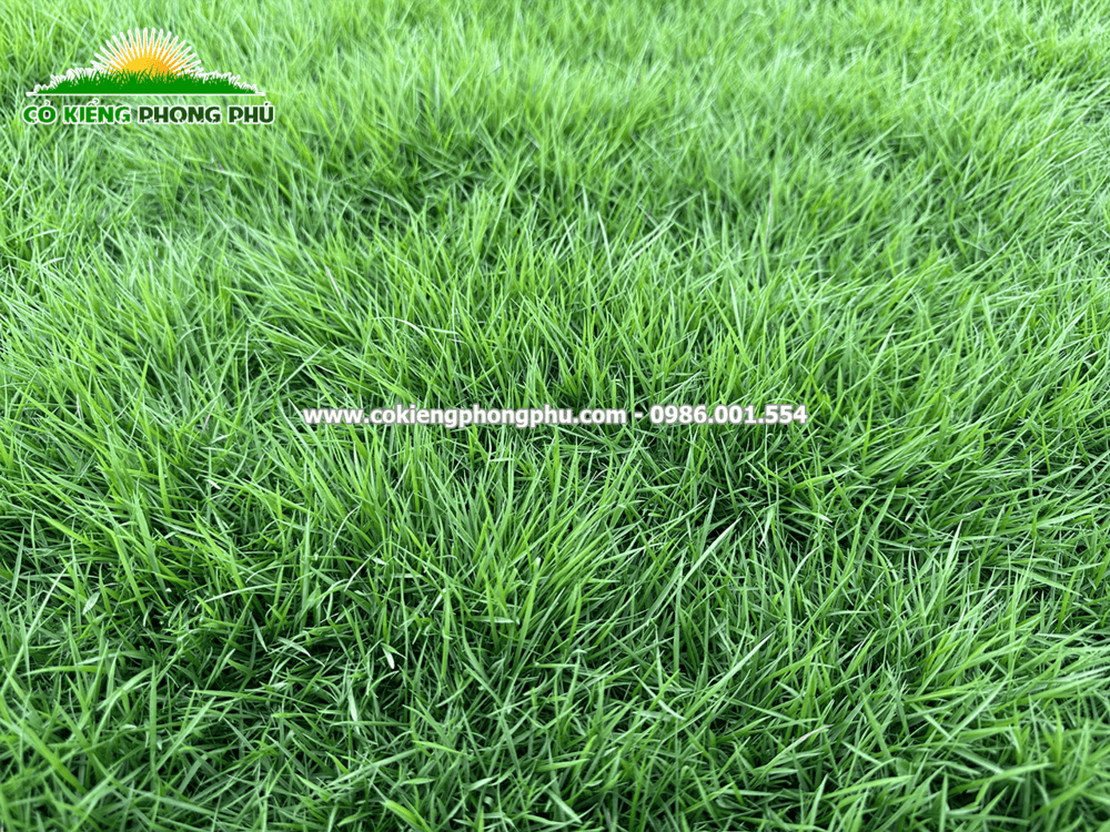 Cỏ Zoysia